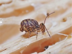 Ptenothrix marmorata