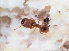 Pheidole dentigula