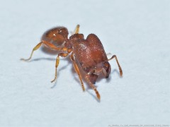 Pheidole dentigula