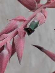 Puya spathacea