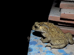 Duttaphrynus melanostictus