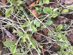 Antennaria solitaria