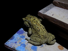 Duttaphrynus melanostictus