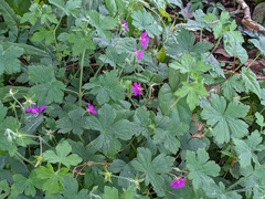 Geranium nepalense thunbergii