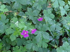 Geranium nepalense thunbergii