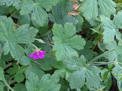 Geranium nepalense thunbergii