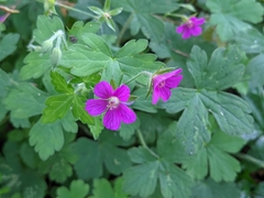 Geranium nepalense thunbergii