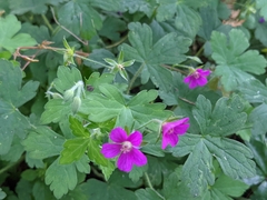 Geranium nepalense thunbergii