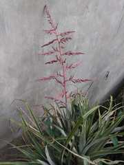Puya spathacea