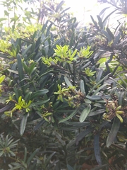 Podocarpus nakaii
