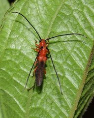 Oberea trigonalis