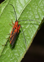 Oberea trigonalis