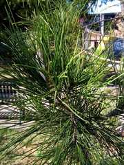 Pinus