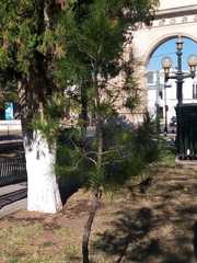 Pinus
