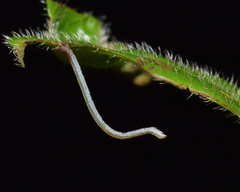 Epicosymbia nitidata