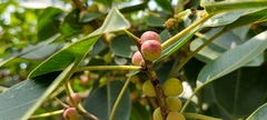 Ficus amplissima