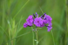 Phlox glaberrima interior