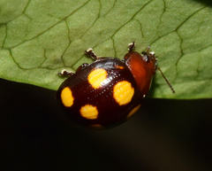 Chrysolina clarki