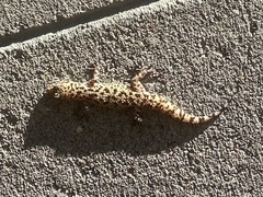 Hemidactylus turcicus