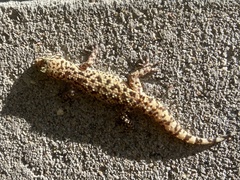 Hemidactylus turcicus