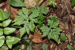 Doryopteris concolor