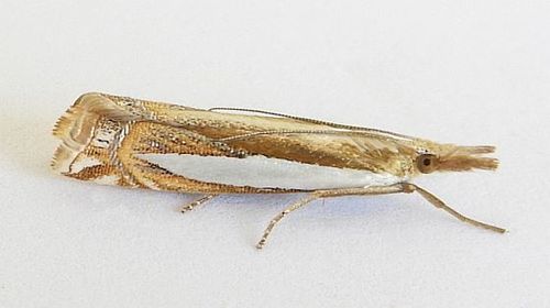 Crambus cyrilellus photo 4