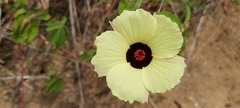 Hibiscus caesius