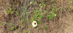 Hibiscus caesius