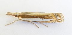 Crambus cyrilellus