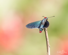 Mysoria barcastus