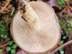 Pholiota brunnescens