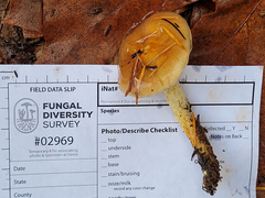 Pholiota brunnescens