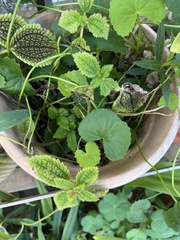 Pilea mollis