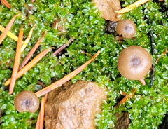 Lyophyllum anthracophilum