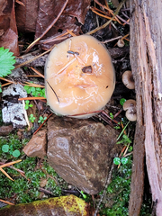Pholiota brunnescens