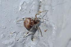 Parasteatoda cingulata