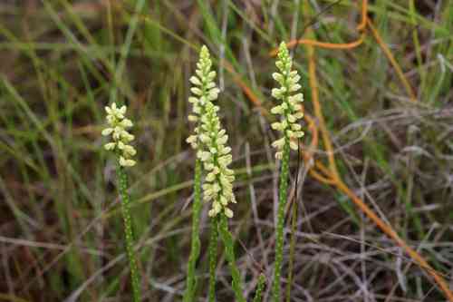 Polygala gracillima