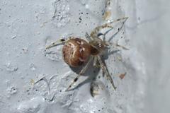 Parasteatoda cingulata