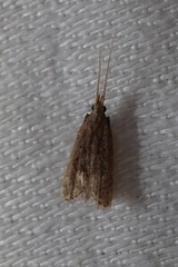 Lecithocera cyamitis