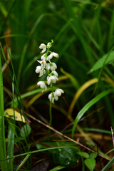 Pyrola elliptica