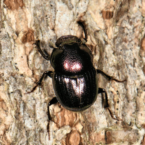 Onthophagus orpheus canadensis