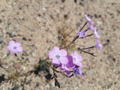 Gilia cana speciosa