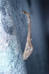 Miagrammopes orientalis