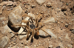 Phrixotrichus vulpinus