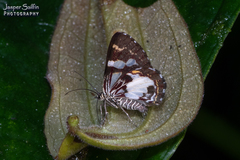 Erateinini