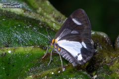 Erateinini