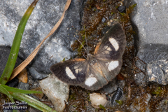 Erateinini