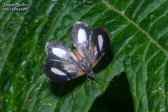 Erateinini