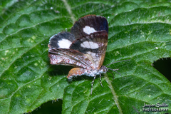 Erateinini