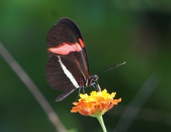Heliconius erato